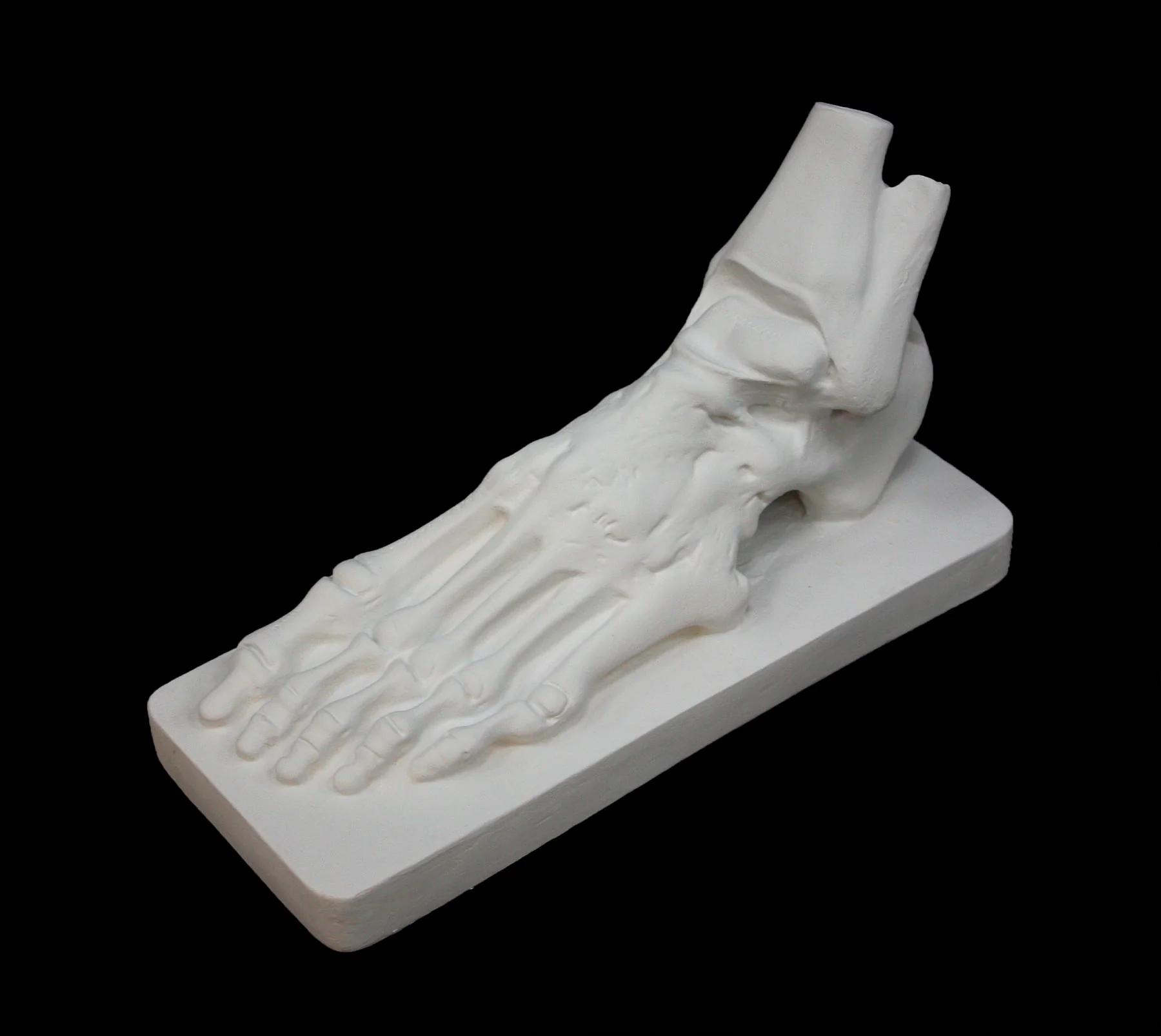 Anatomical Foot - Item #628