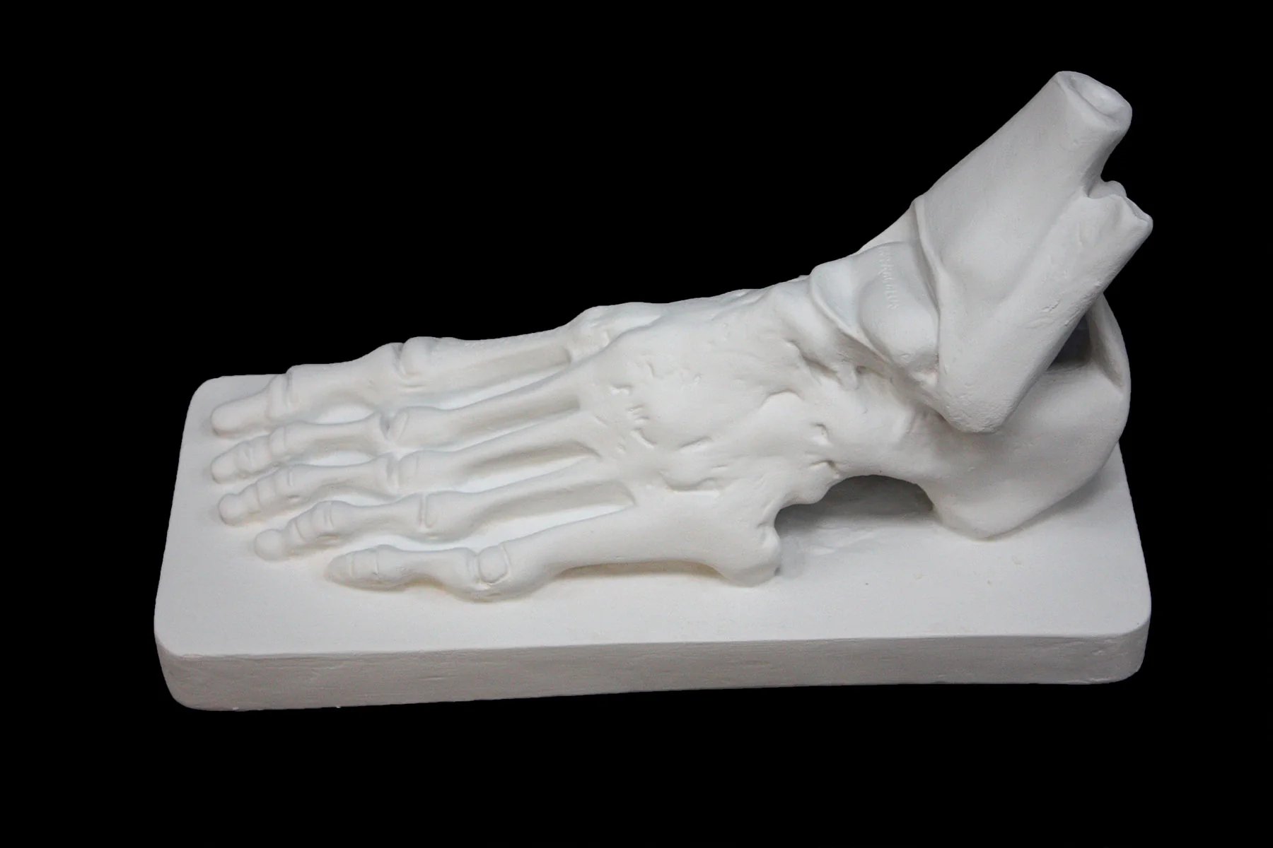 Anatomical Foot - Item #628 - Image 2