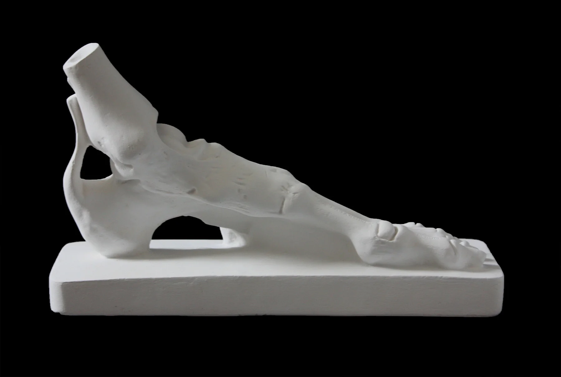 Anatomical Foot - Item #628 - Image 3