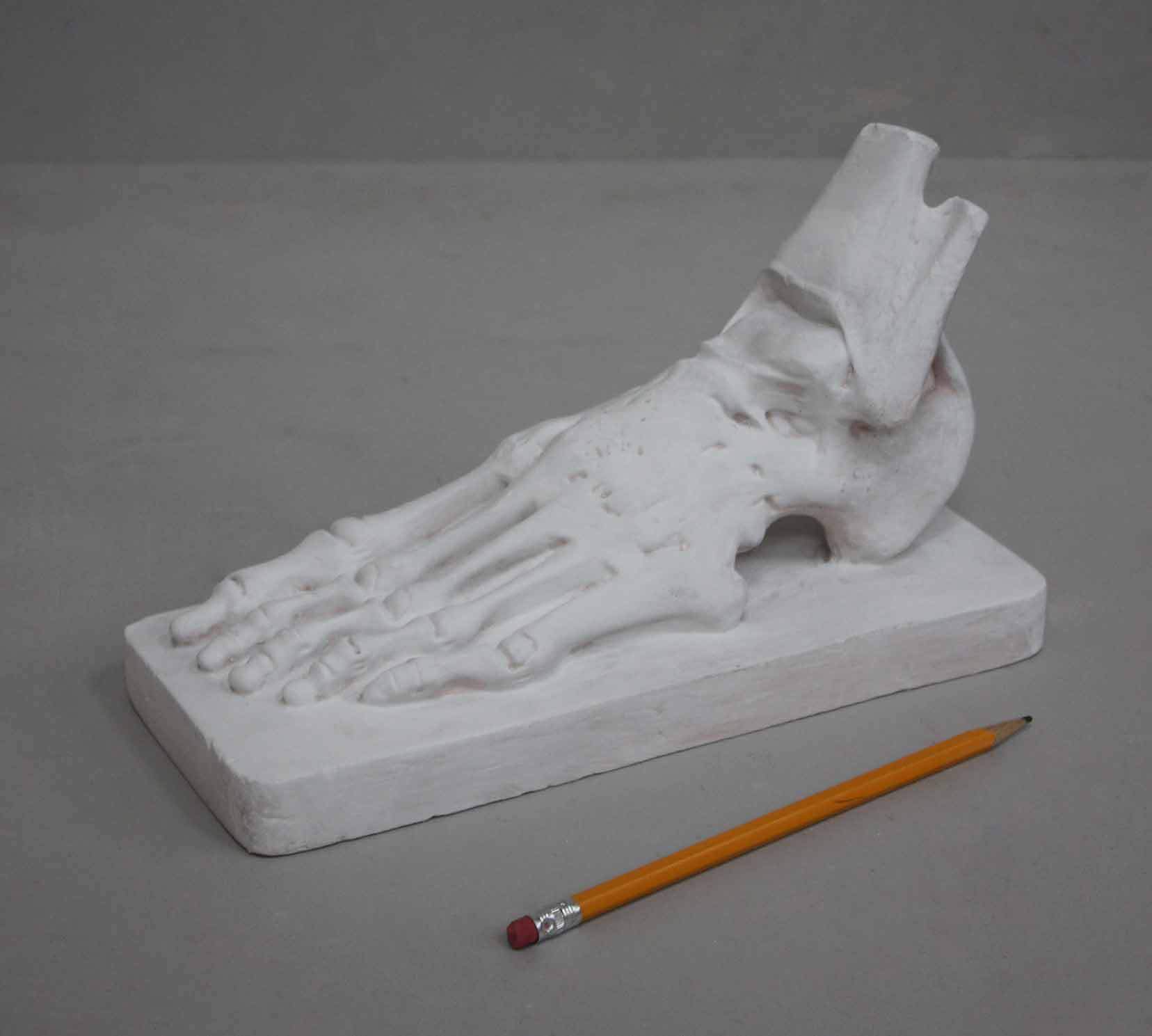 Anatomical Foot - Item #628 - Image 4