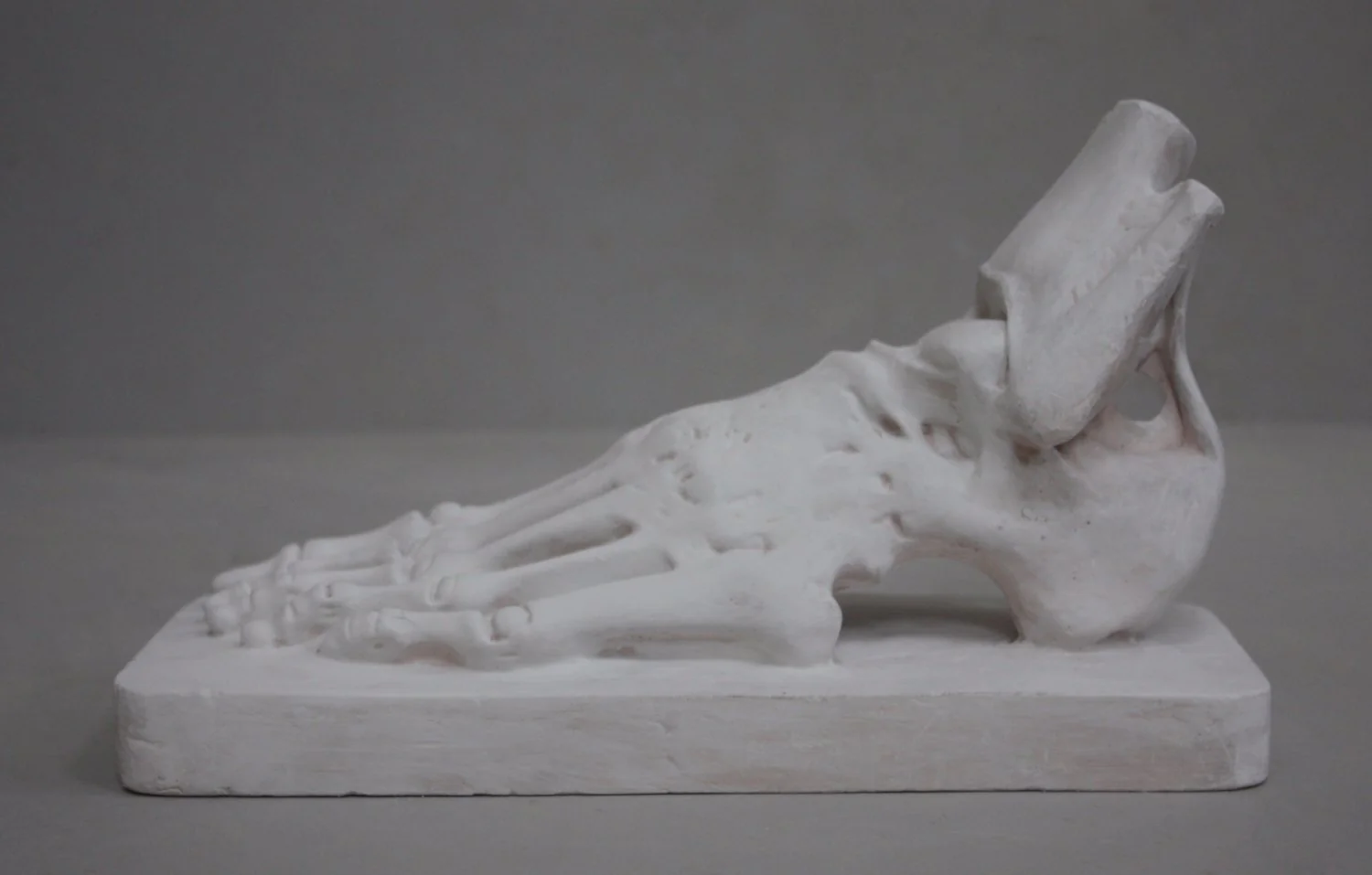Anatomical Foot - Item #628 - Image 5