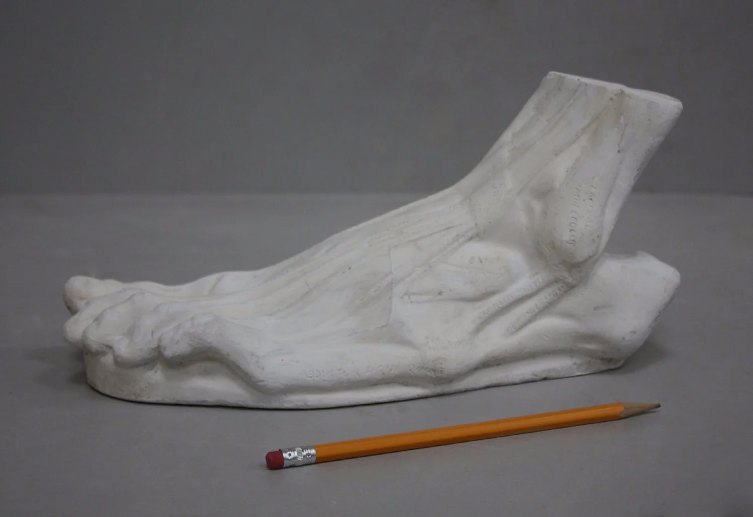 Anatomical Left Foot - Item #629