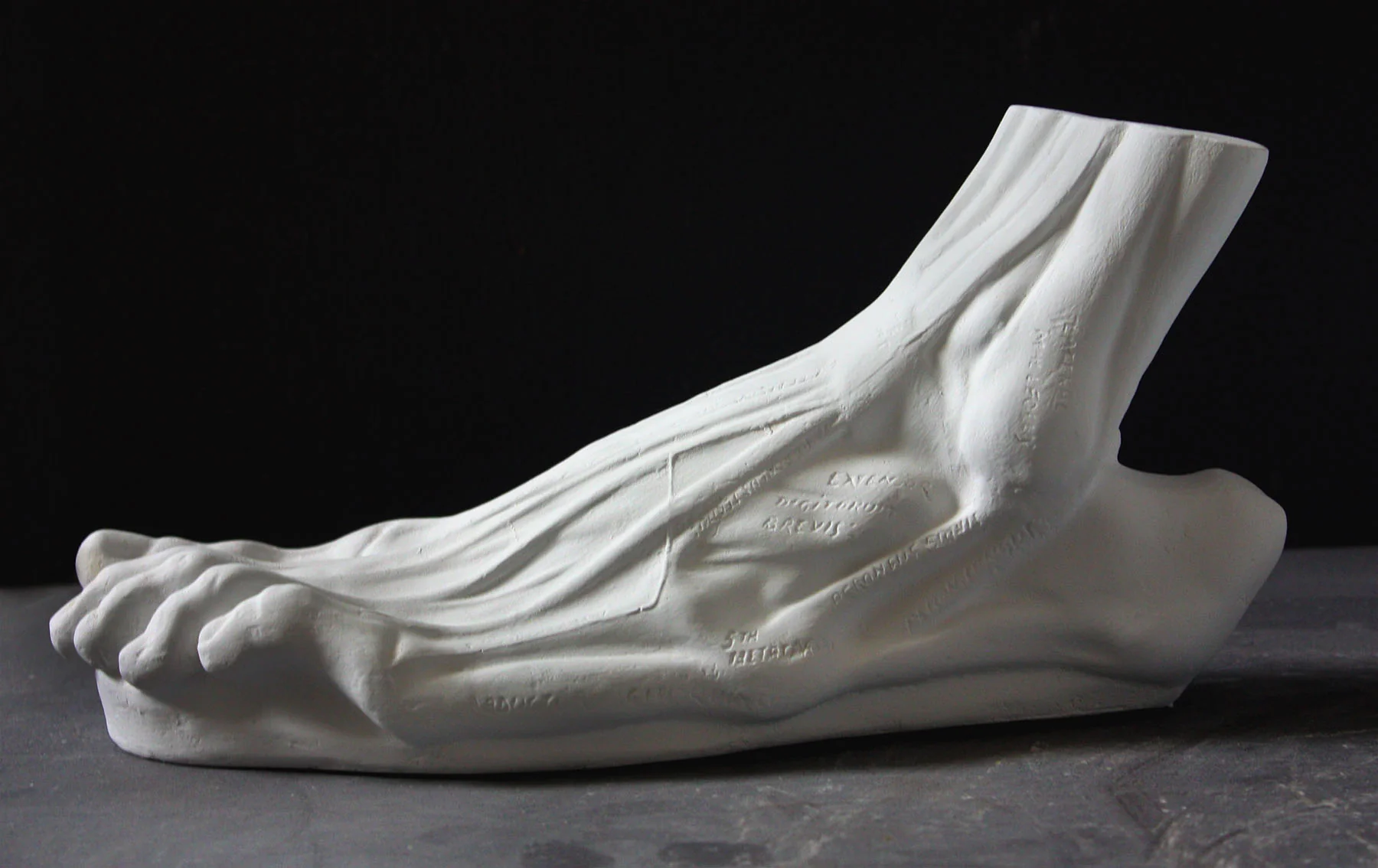 Anatomical Left Foot - Item #629 - Image 2