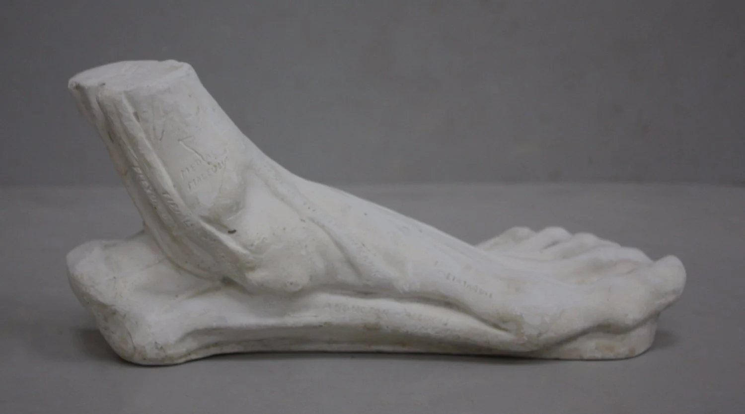 Anatomical Left Foot - Item #629 - Image 3