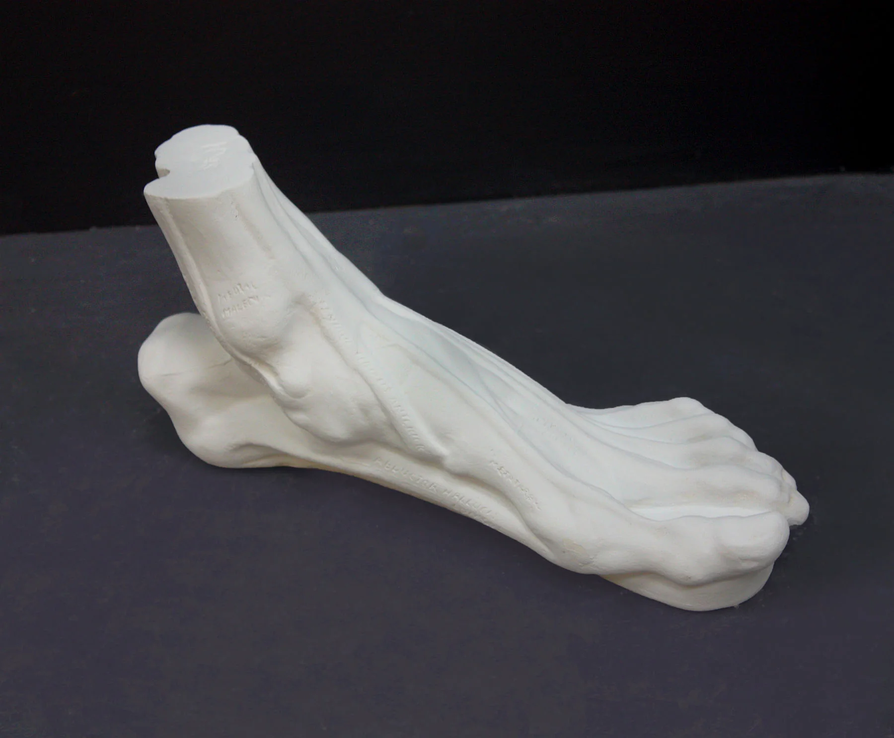Anatomical Left Foot - Item #629 - Image 4