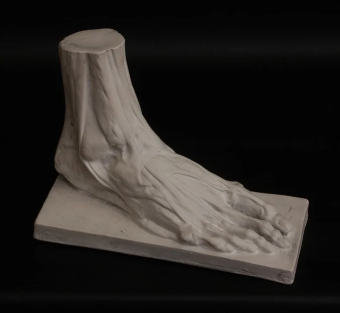 Anatomical Male Foot - Item #155 - Image 3