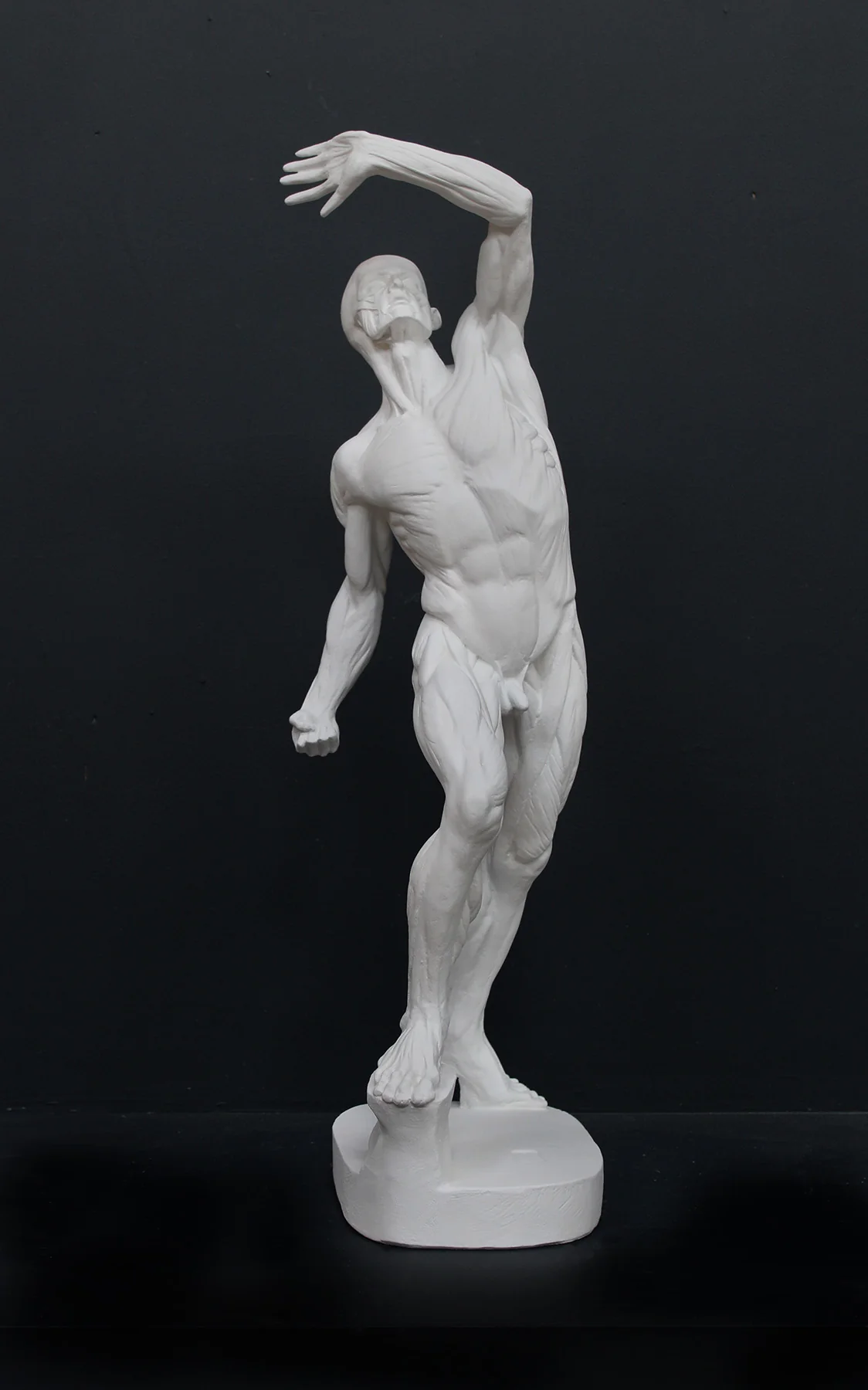 Anatomical Man (New) - Item #626 - Image 2