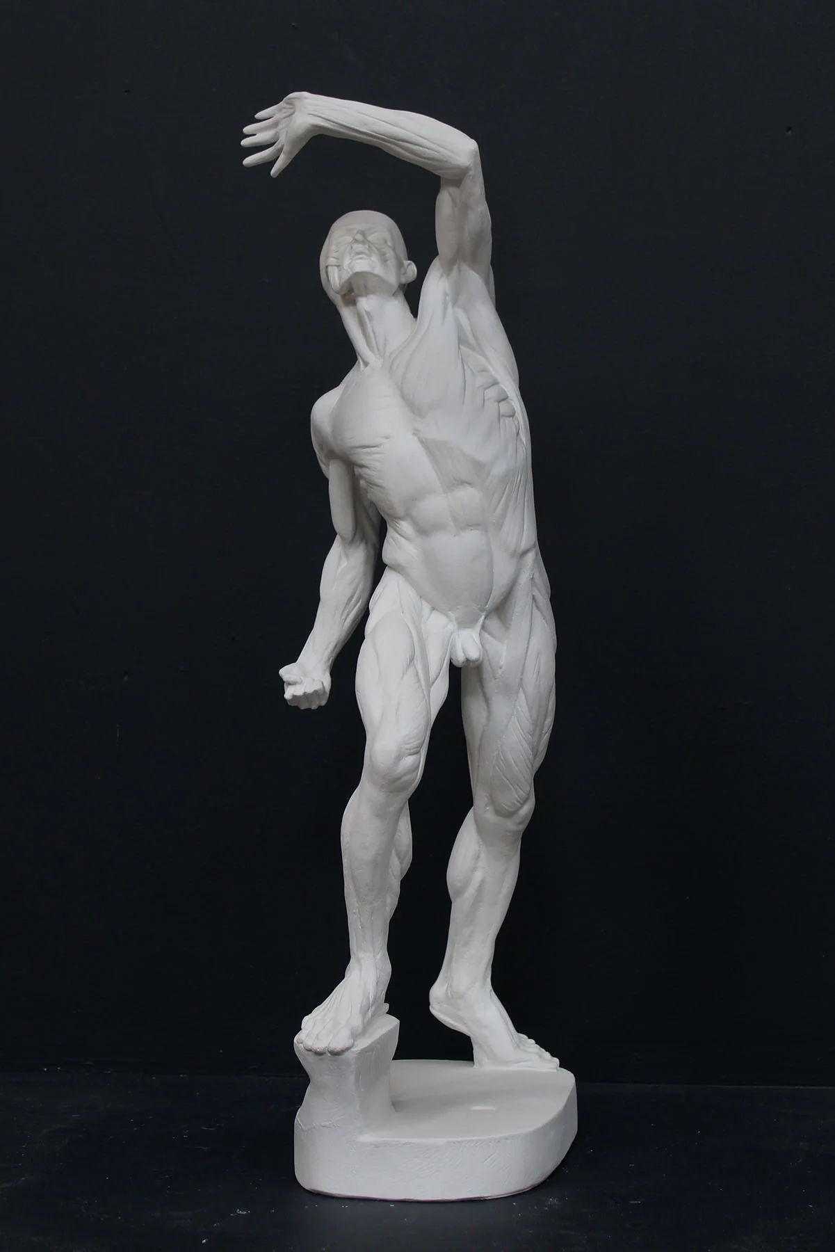 Anatomical Man (New) - Item #626 - Image 3