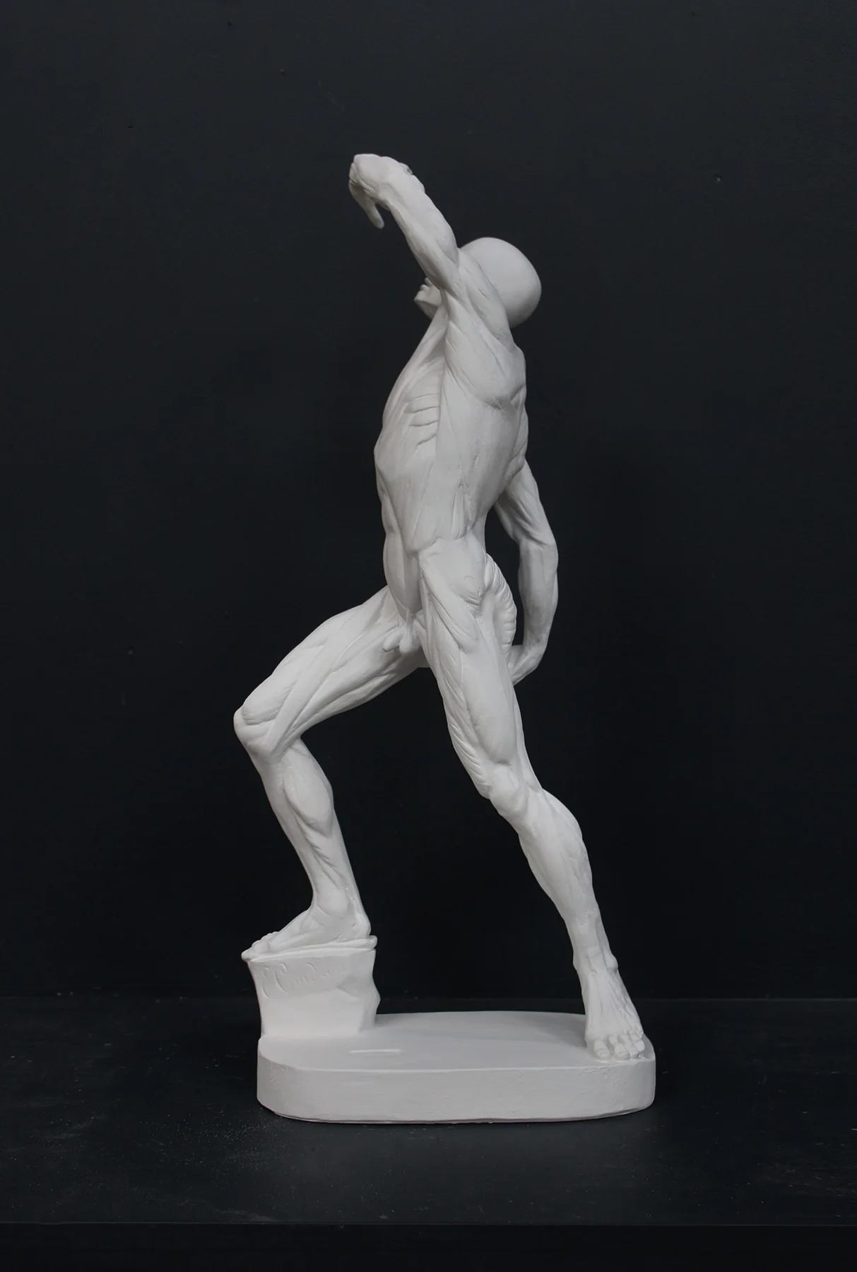 Anatomical Man (New) - Item #626 - Image 4