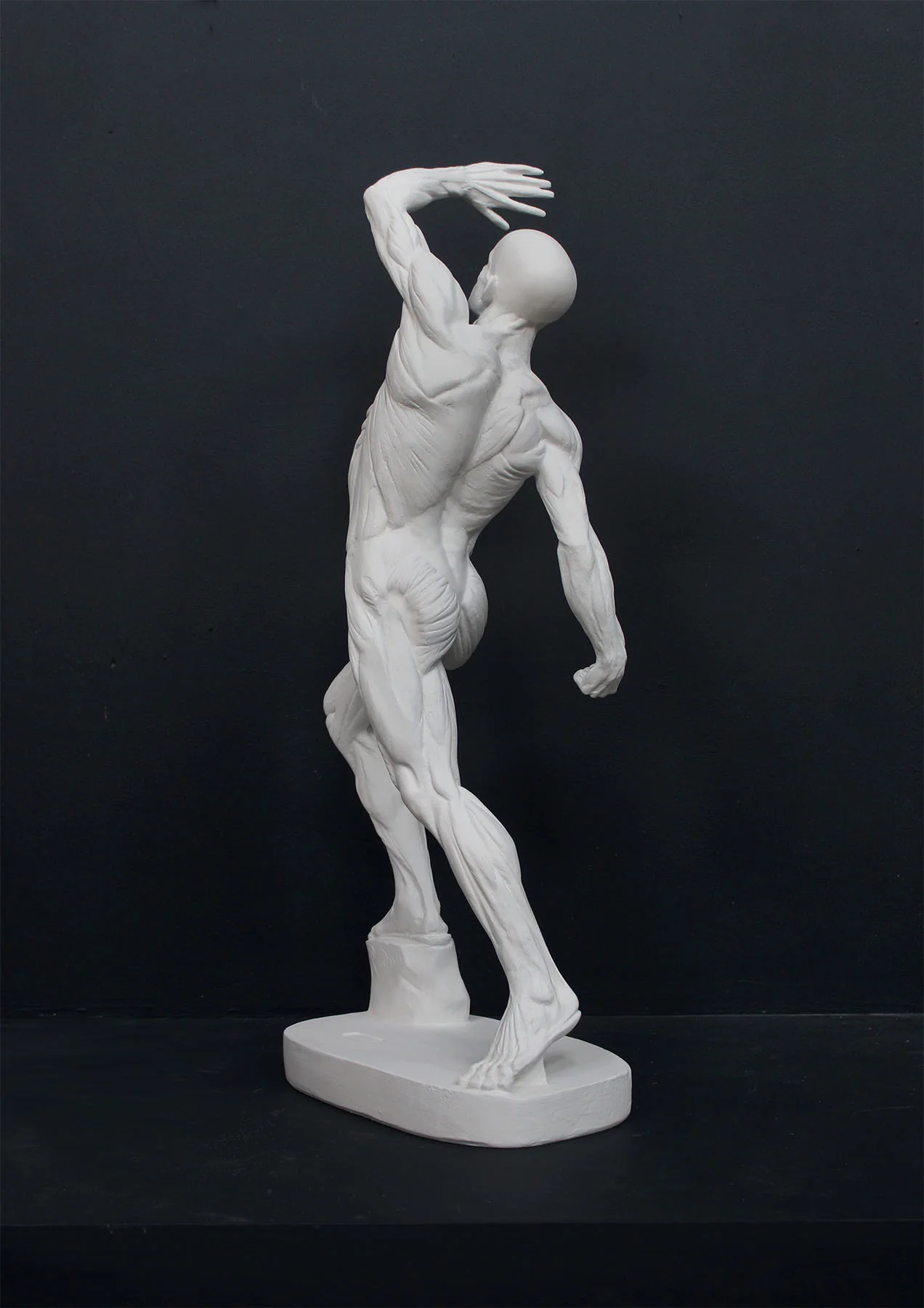 Anatomical Man (New) - Item #626 - Image 5
