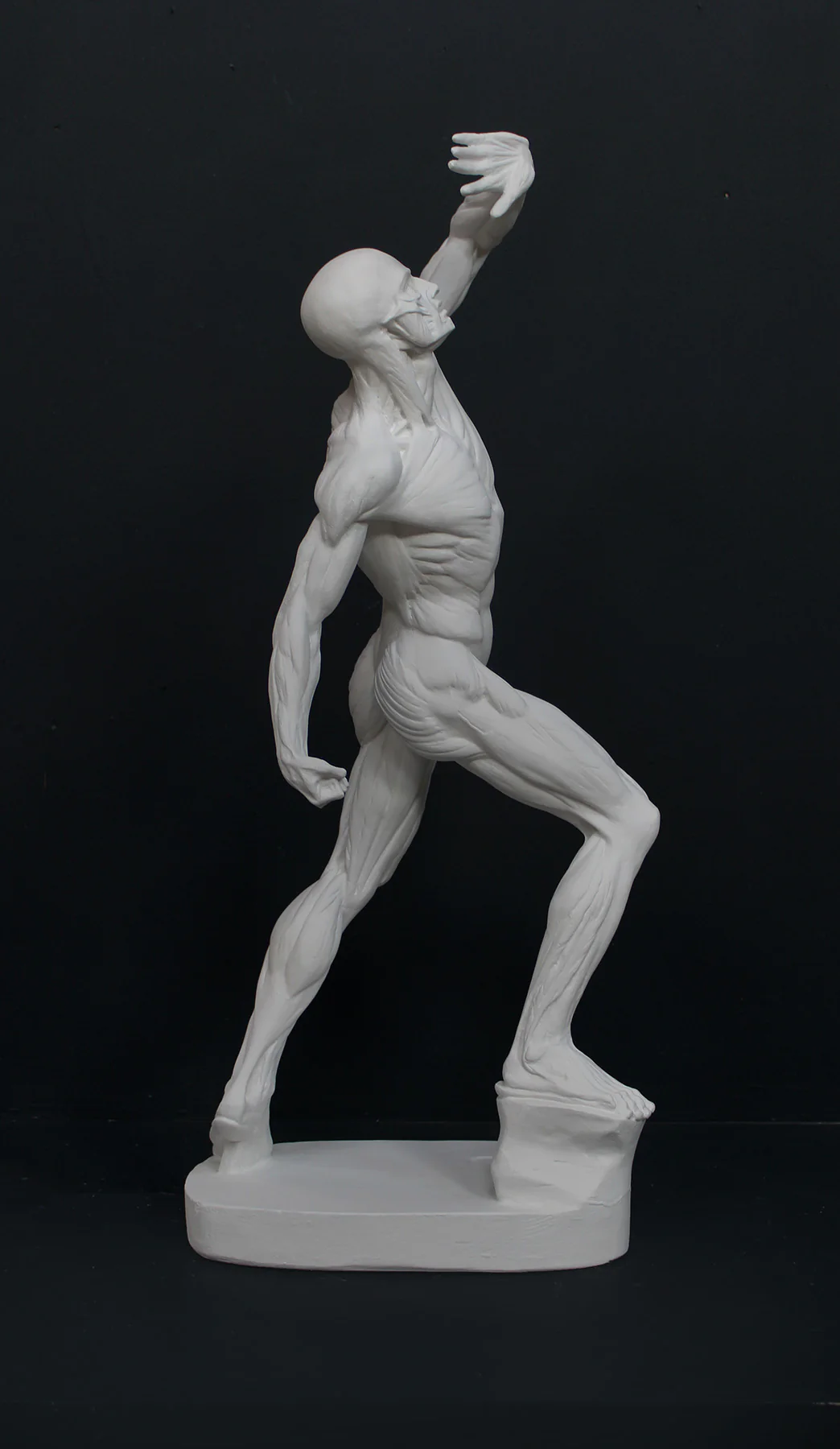 Anatomical Man (New) - Item #626 - Image 6