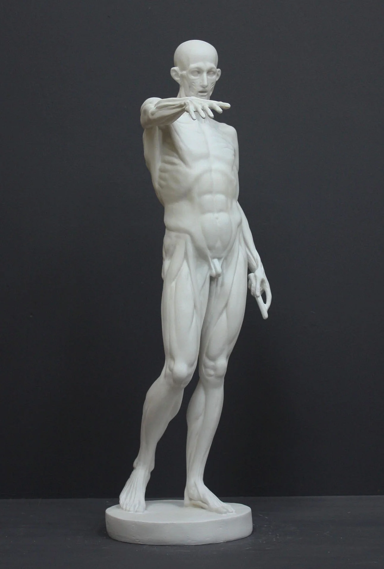 Anatomical Man No 3 - Item #625 - Image 3