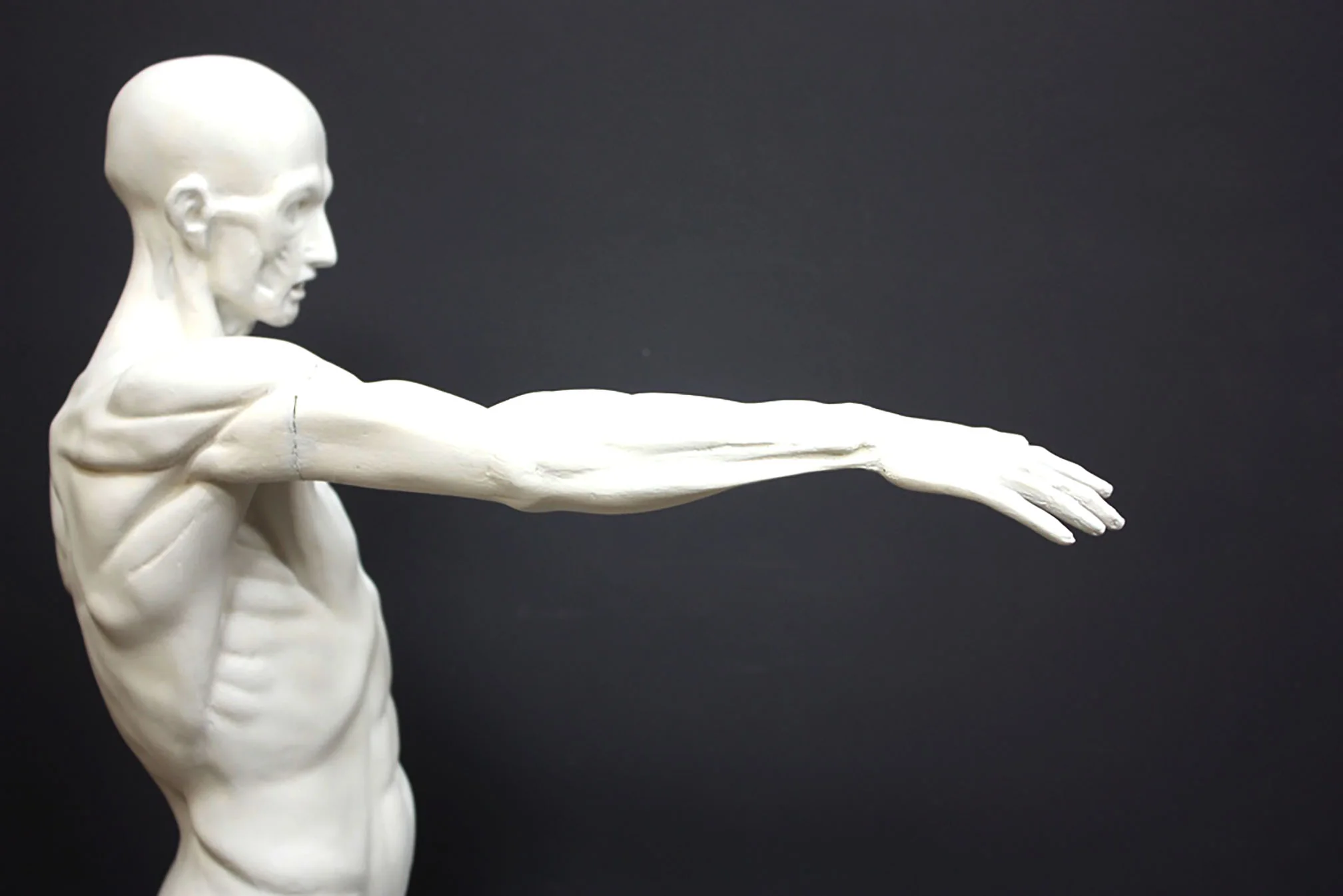 Anatomical Man No 3 - Item #625 - Image 5