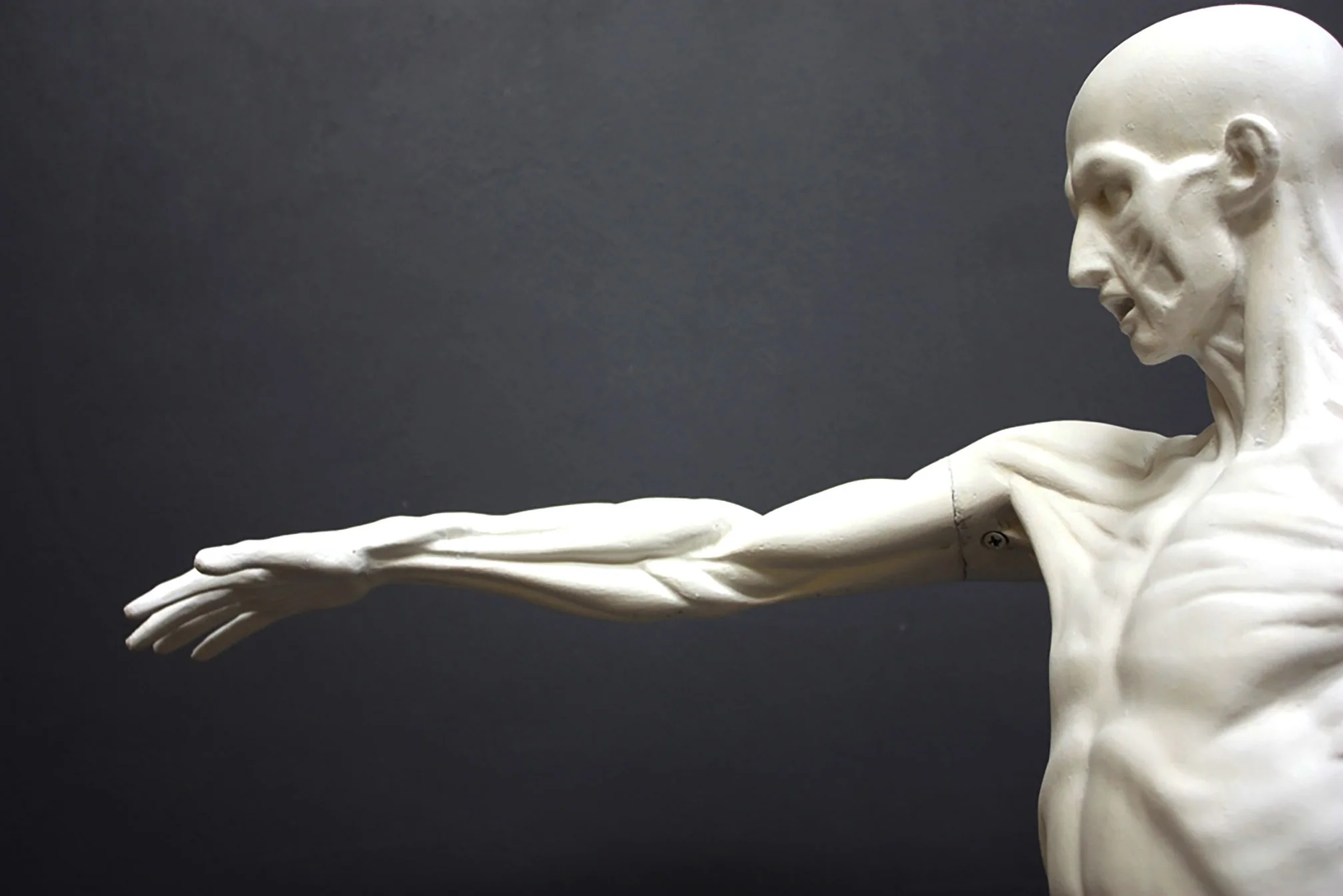 Anatomical Man No 3 - Item #625 - Image 7