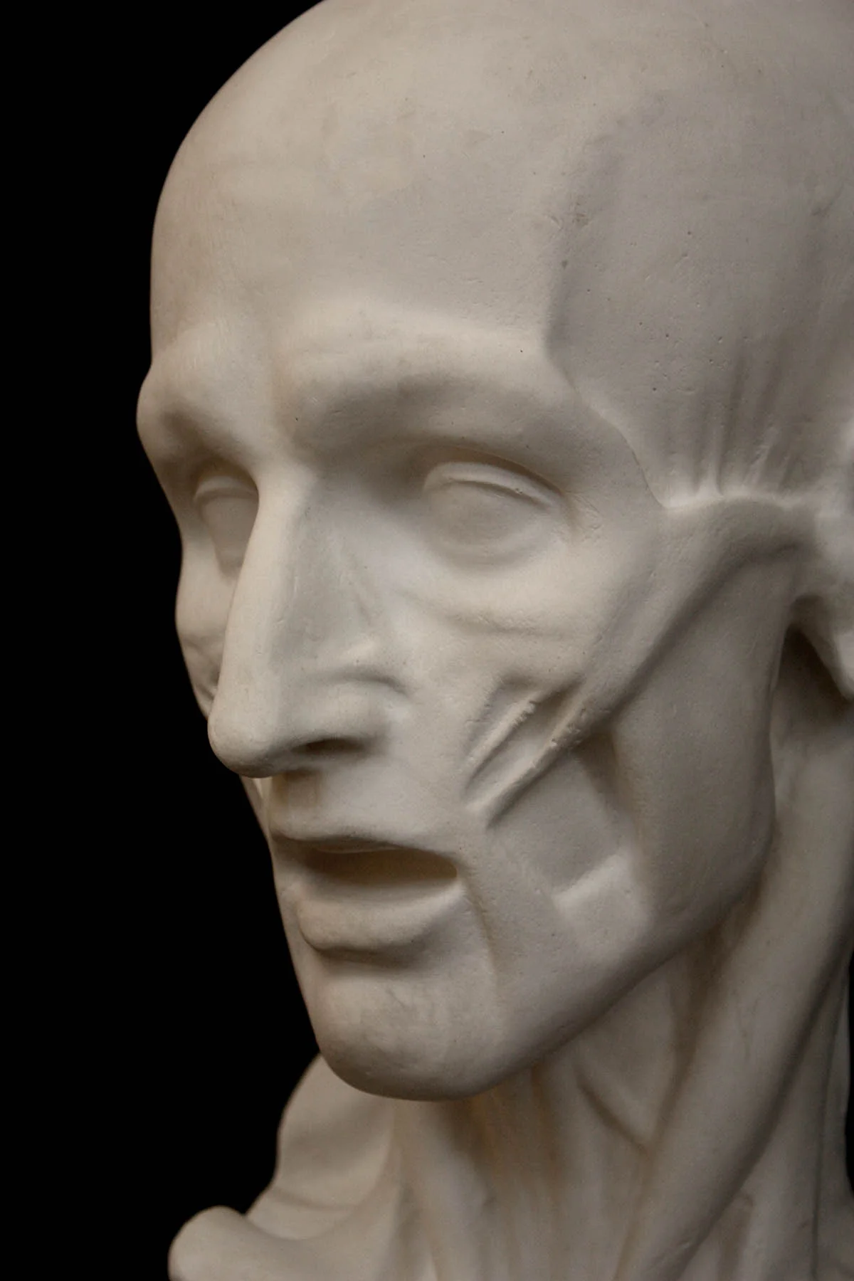 Anatomical Mask - Item #154 - Image 3