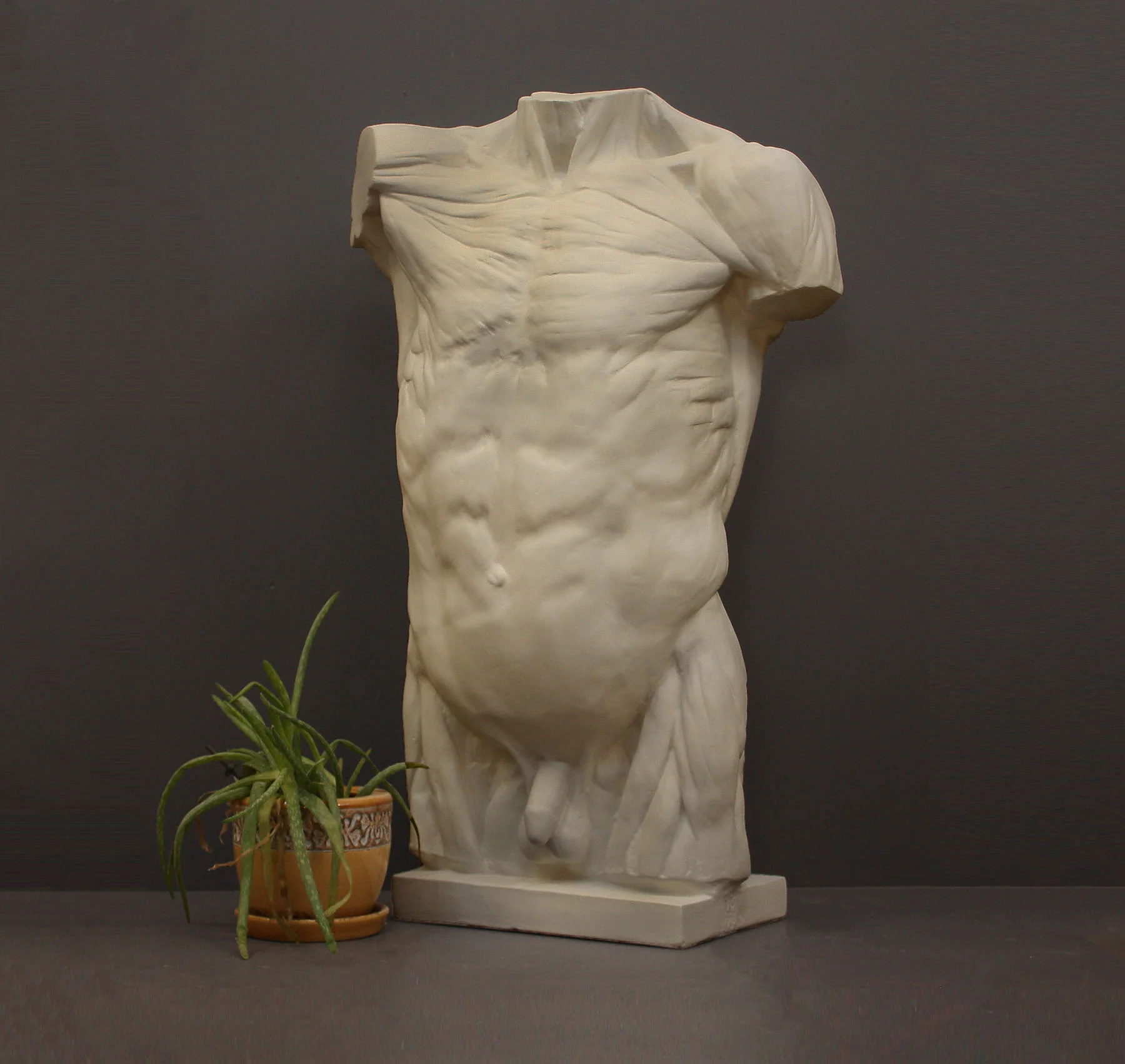 Anatomical Torso - Item #624 - Image 12