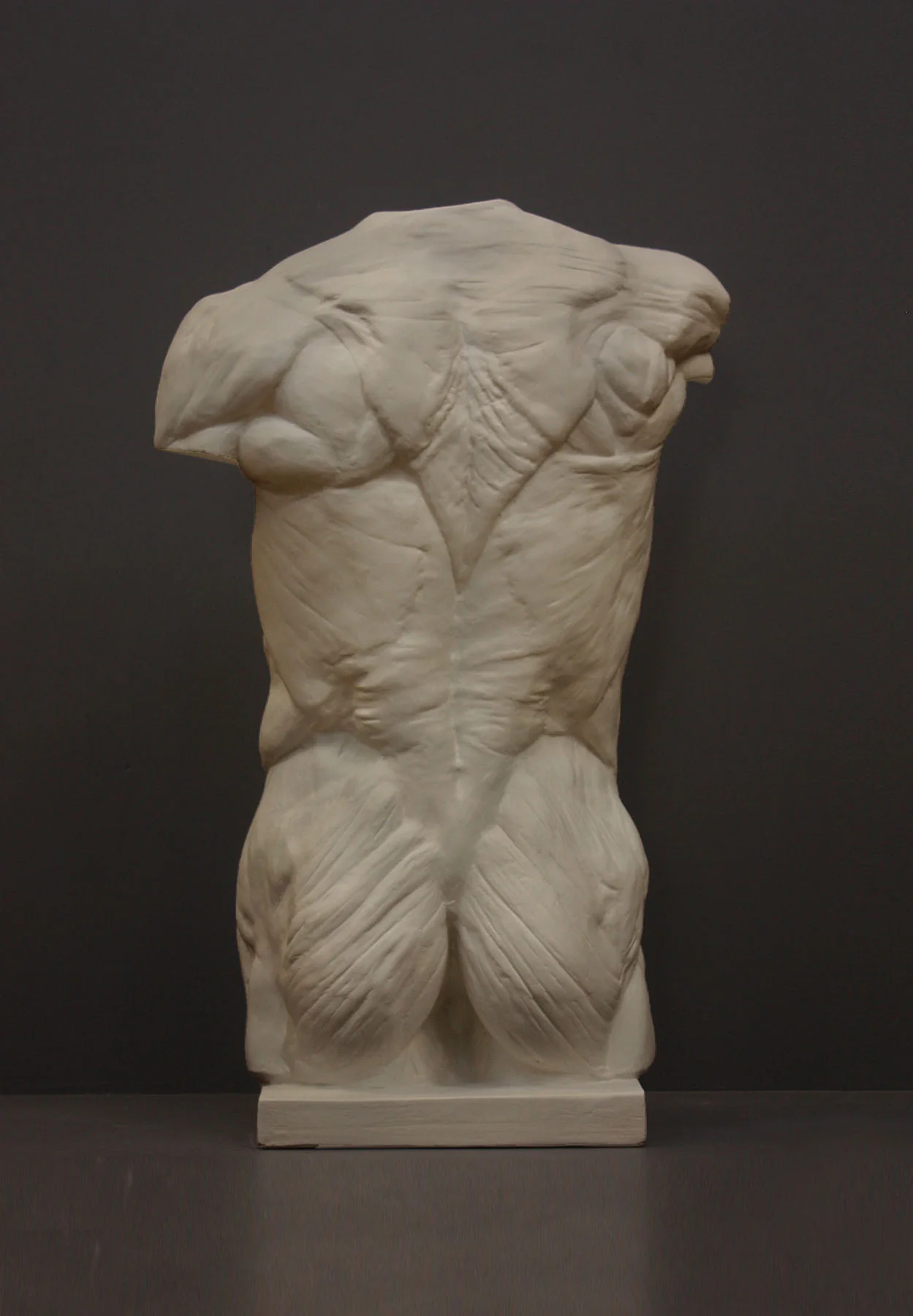 Anatomical Torso - Item #624 - Image 5