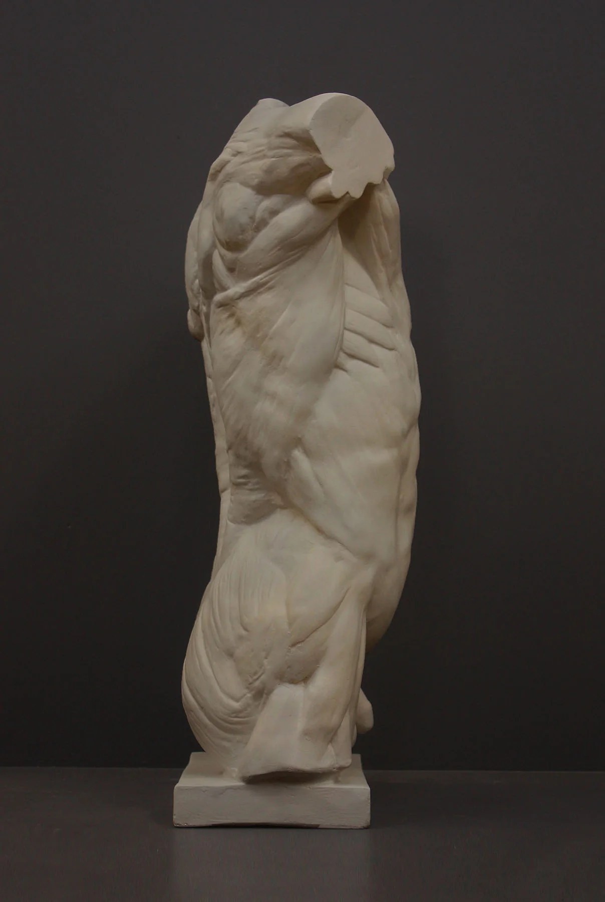 Anatomical Torso - Item #624 - Image 7