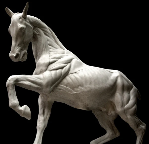 Anatomy of a Horse - Item #603 - Image 6