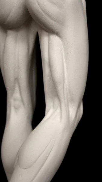 Anatomy of Man 1 - Item #613 - Image 3
