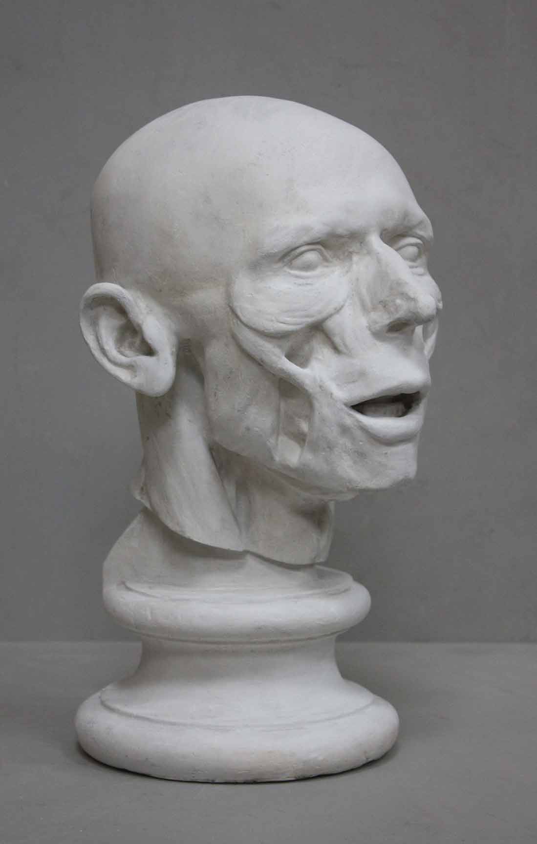 Anatomy of Man's Head - Item #417 - Image 2