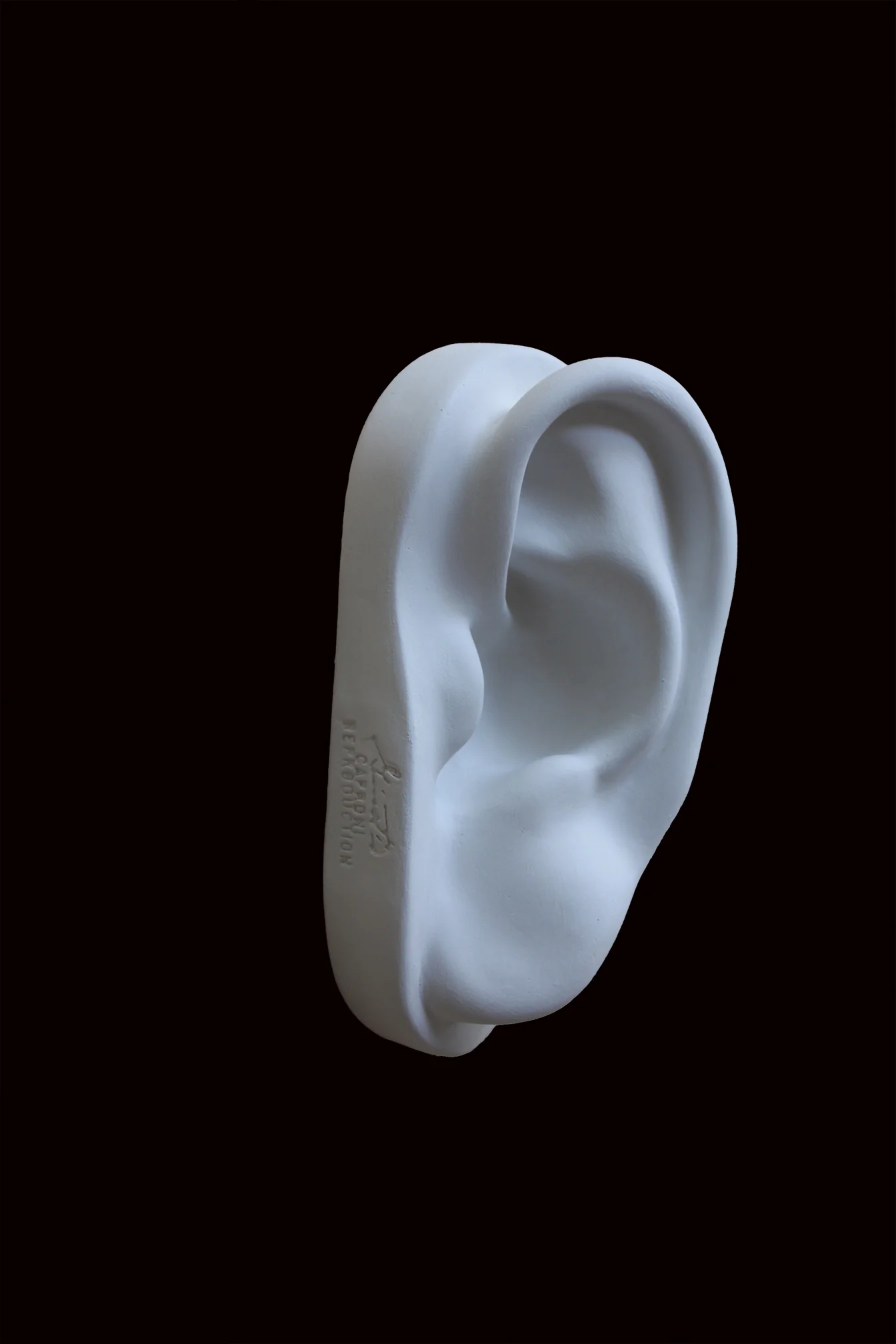 David Full-Size Detail - Ear - Item #149 - Image 7
