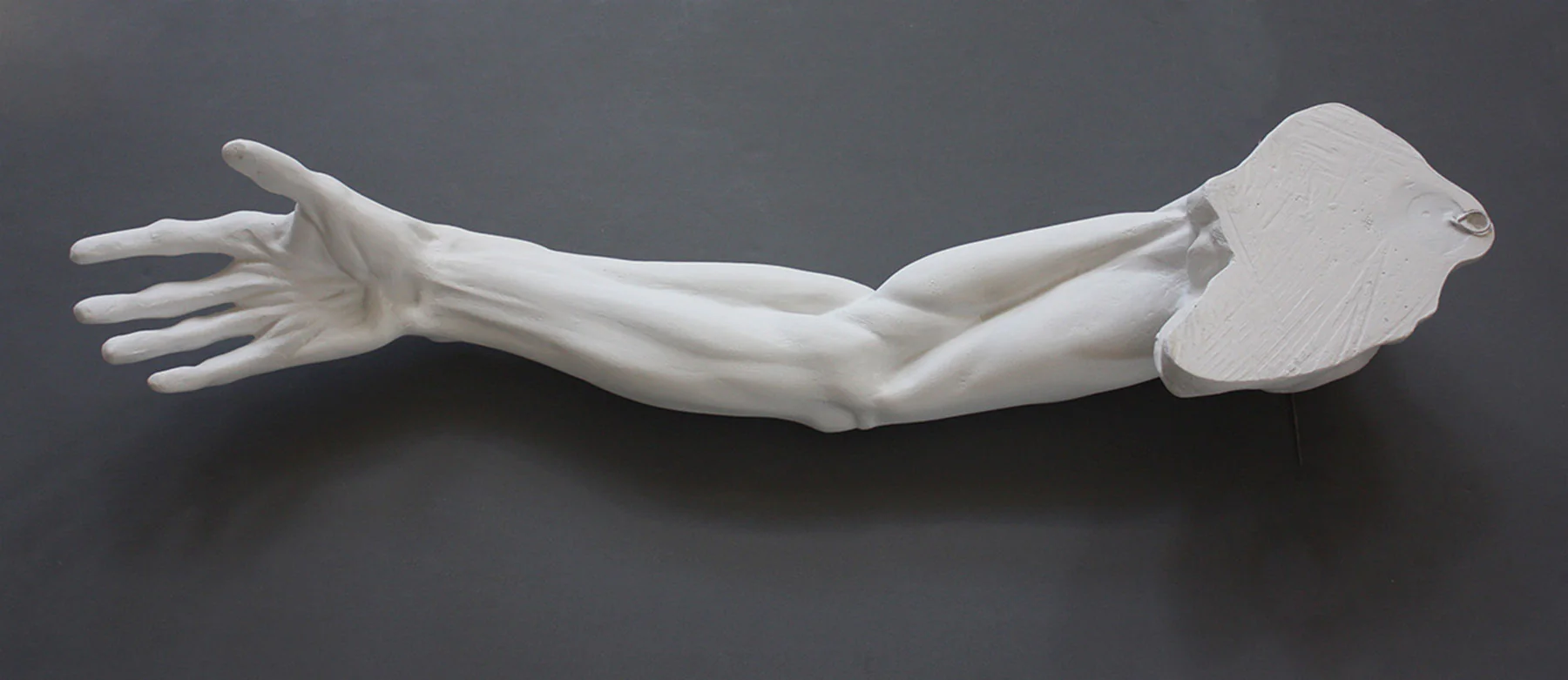 Male Anatomical Arm - Item #153 - Image 3