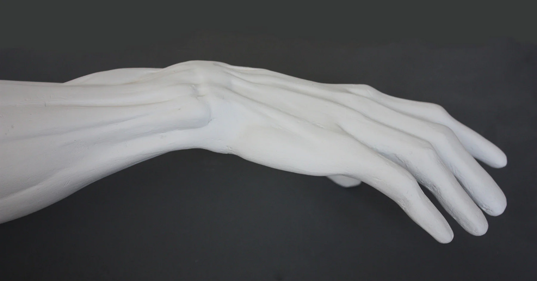 Male Anatomical Arm - Item #153 - Image 4
