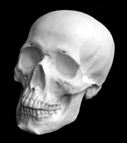 Skull - Item #623