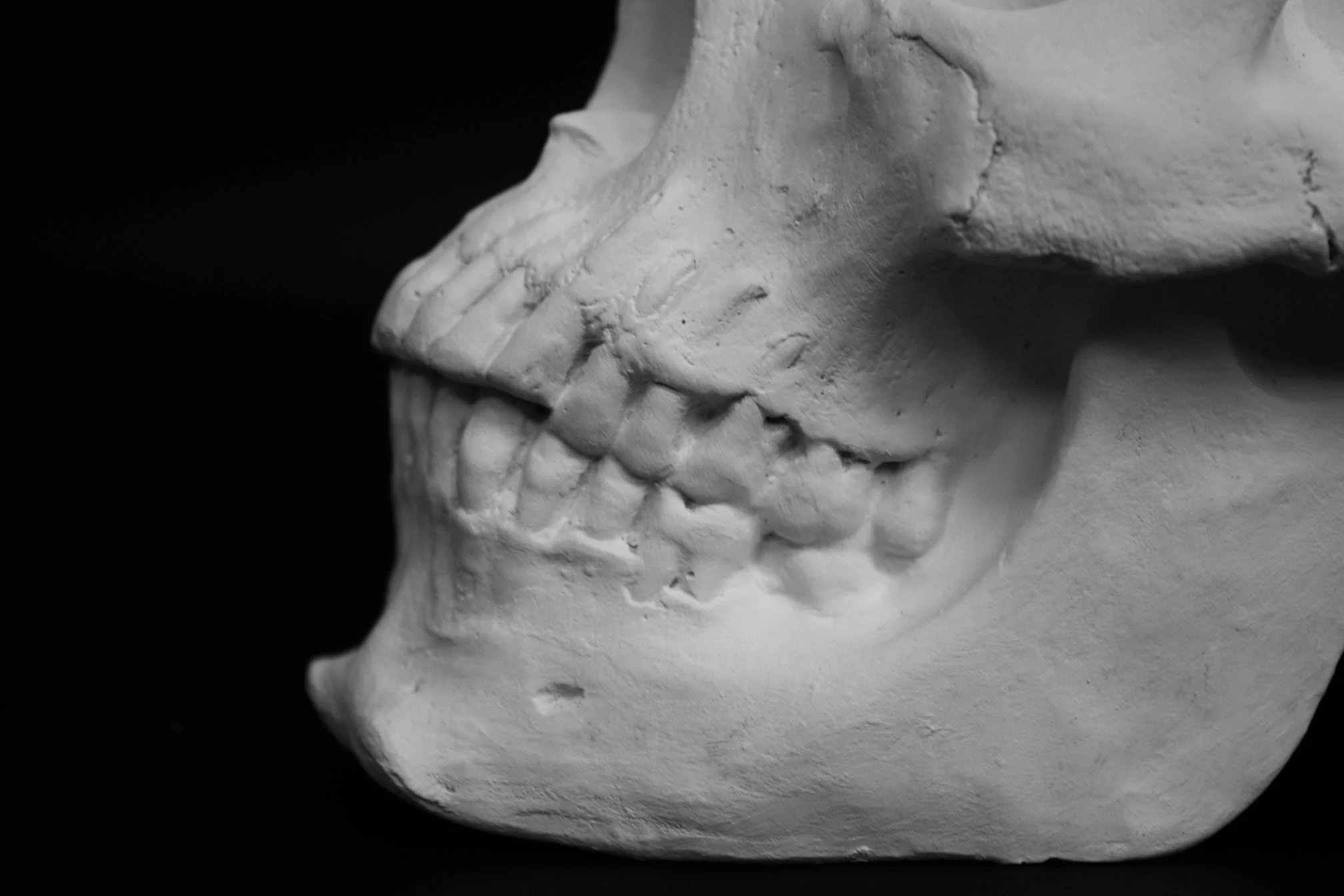 Skull - Item #623 - Image 10