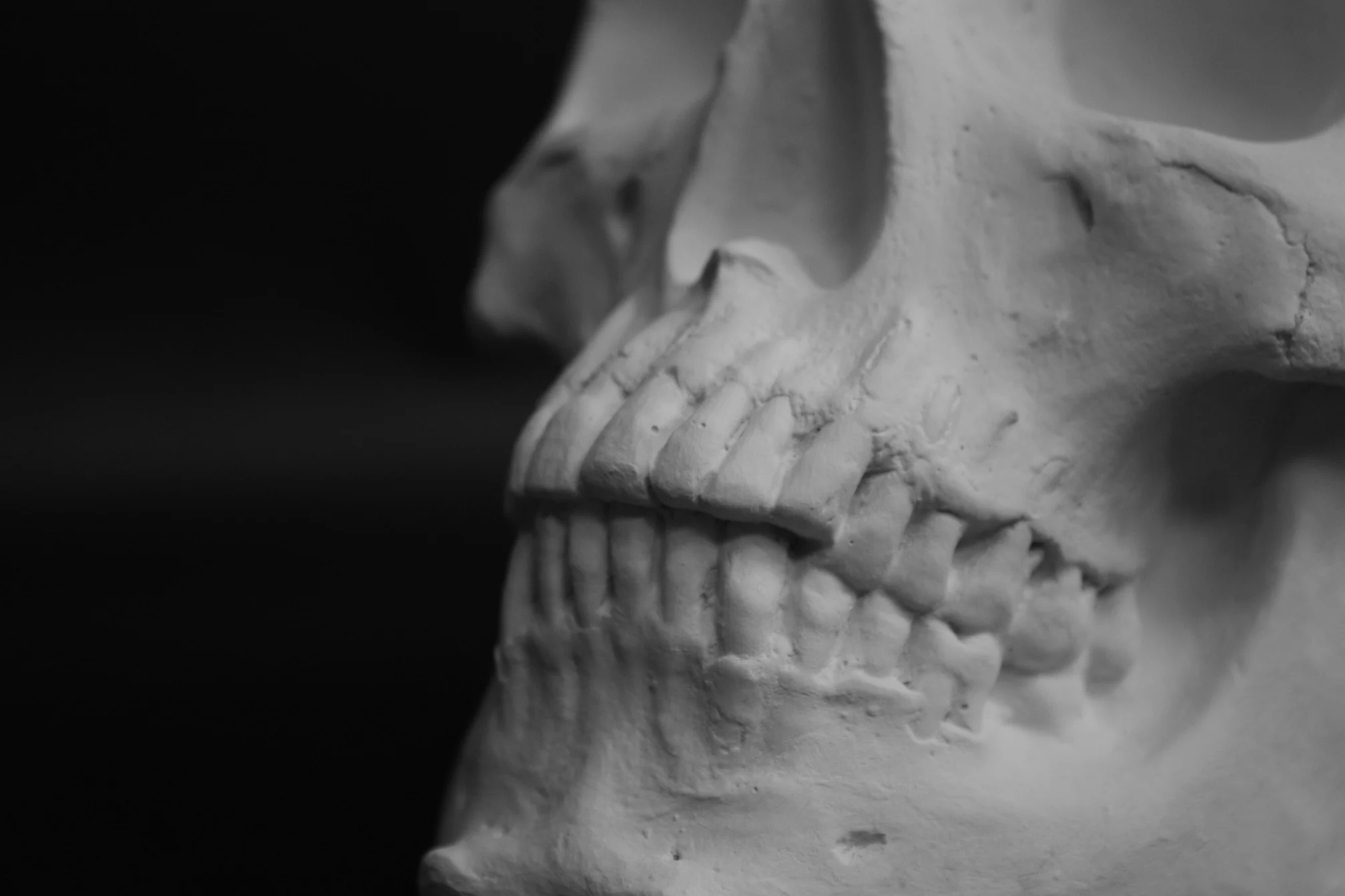 Skull - Item #623 - Image 11