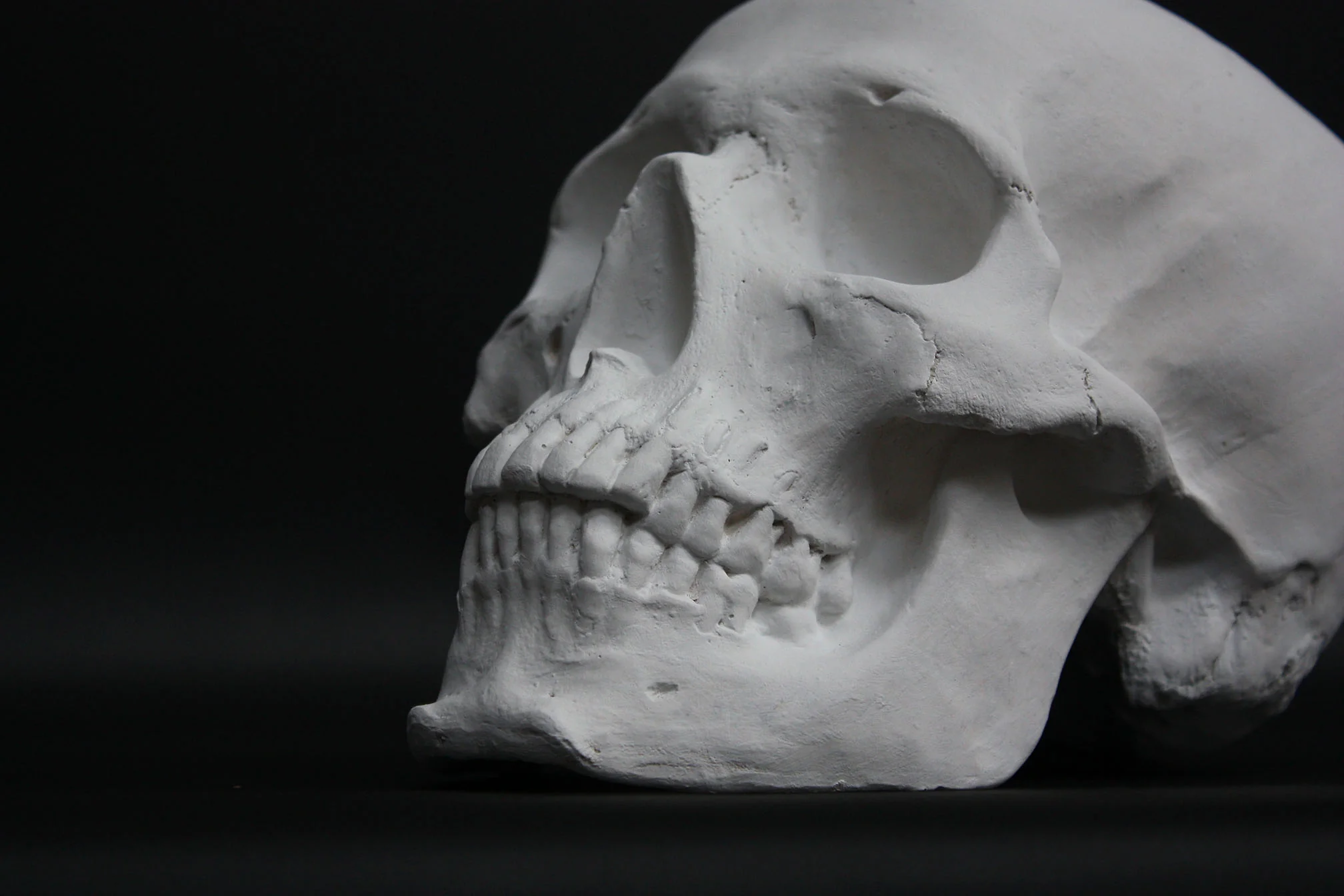 Skull - Item #623 - Image 12