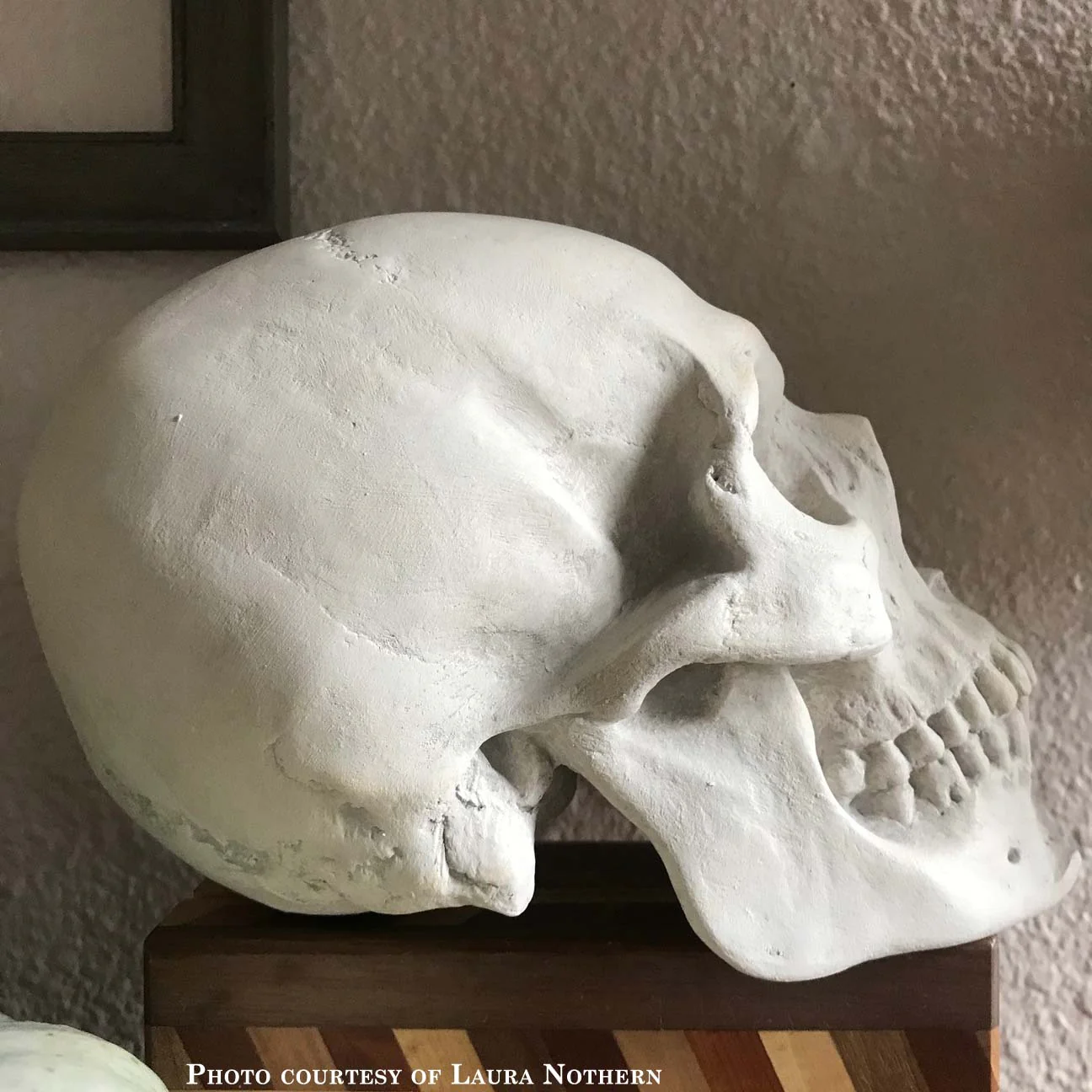 Skull - Item #623 - Image 2