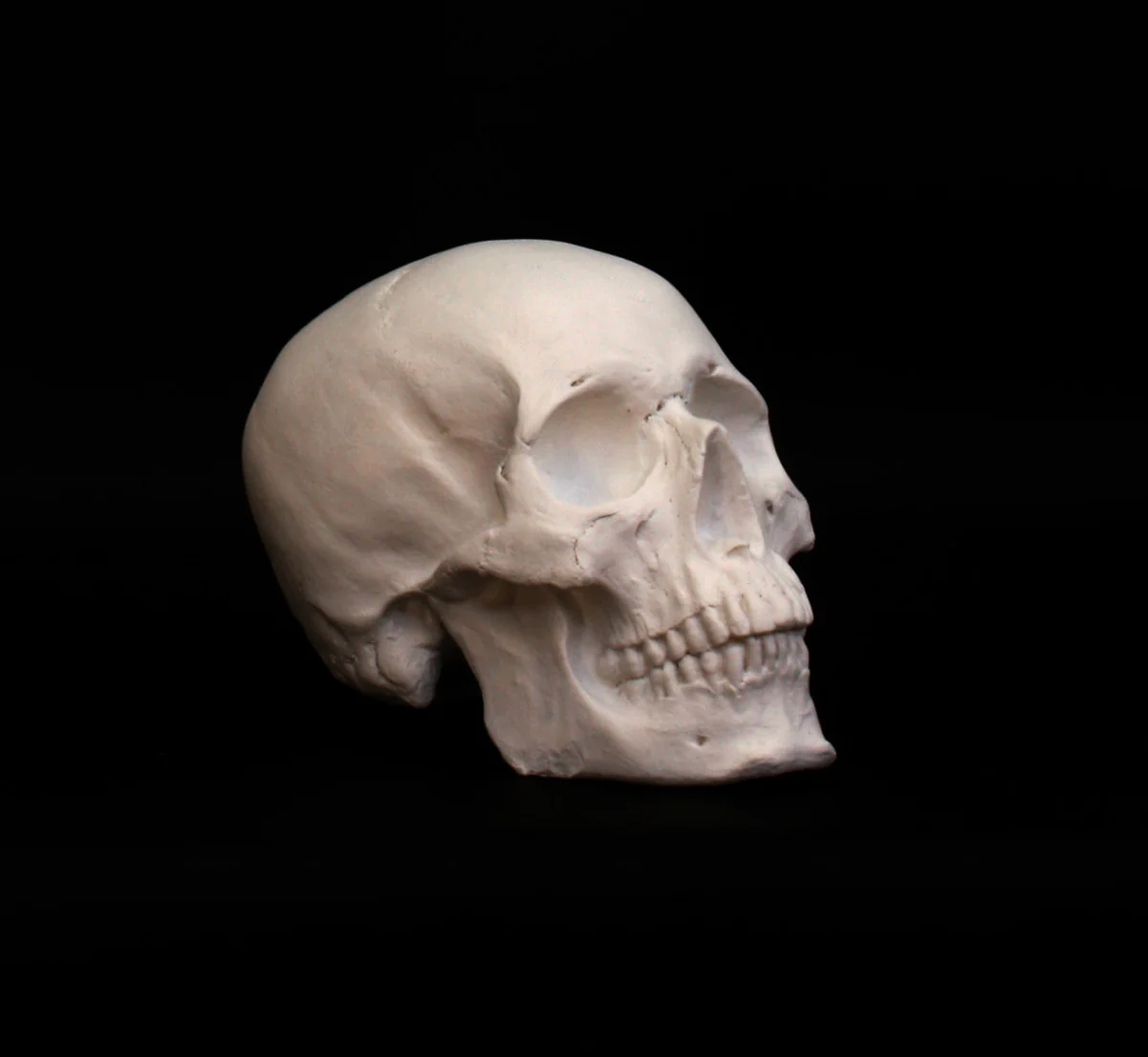 Skull - Item #623 - Image 4