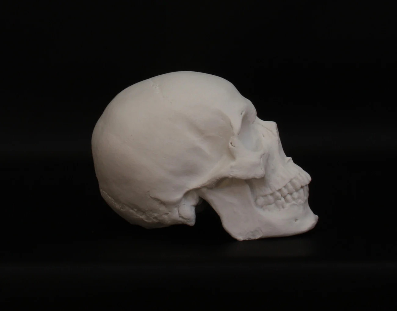 Skull - Item #623 - Image 5