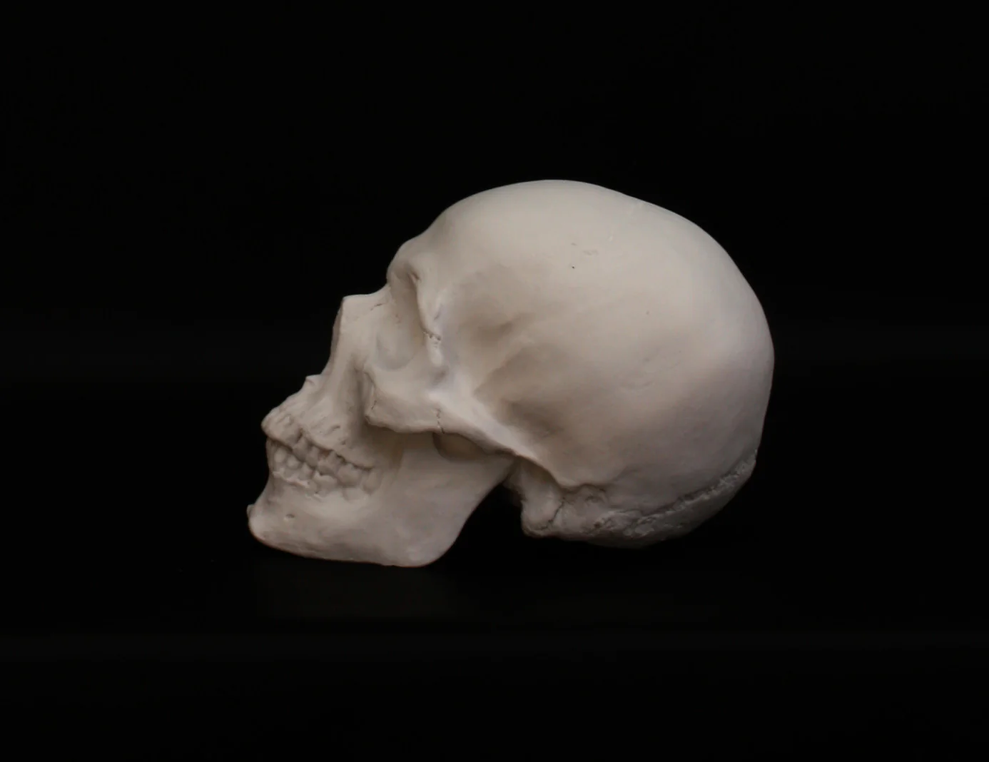 Skull - Item #623 - Image 6