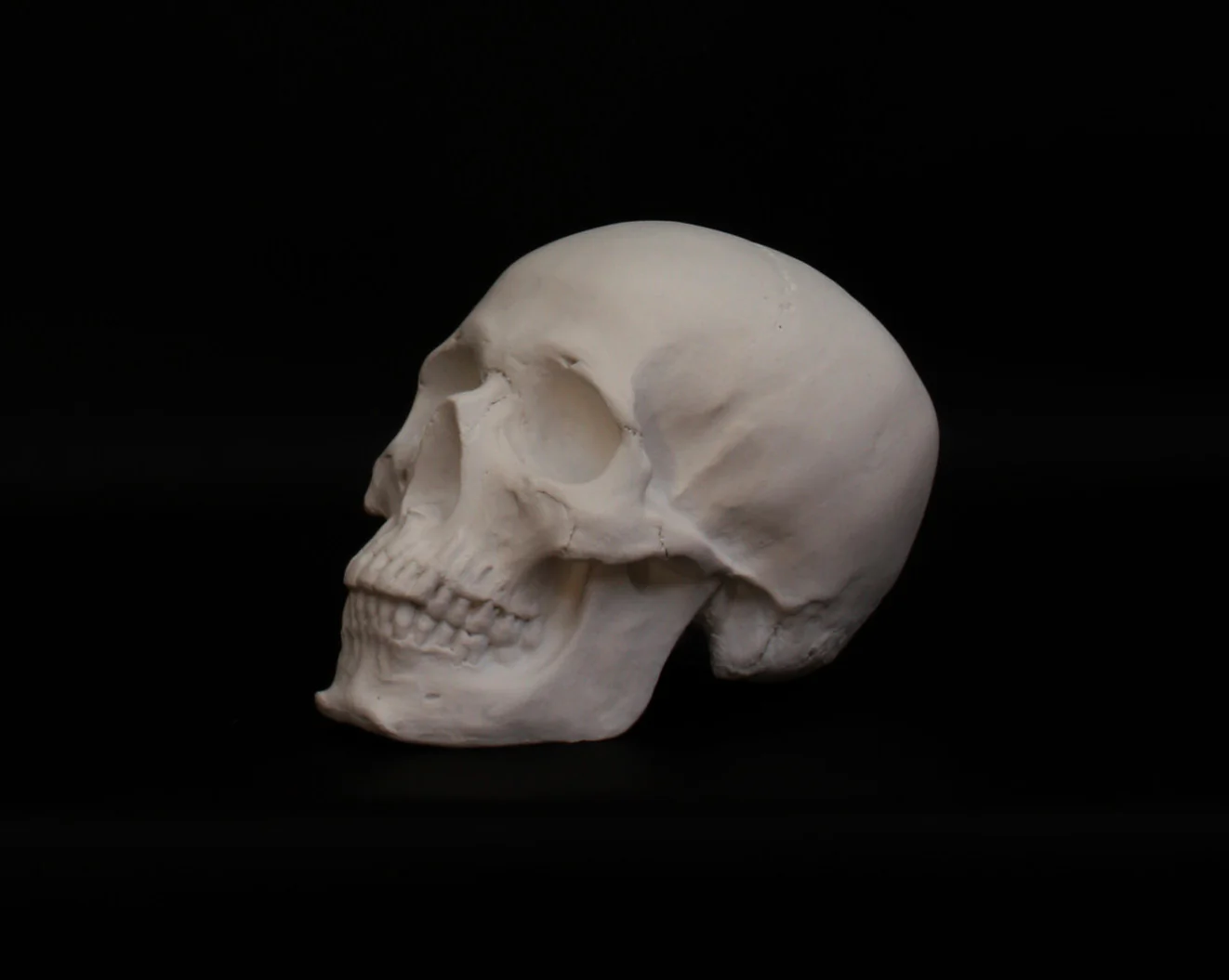 Skull - Item #623 - Image 7