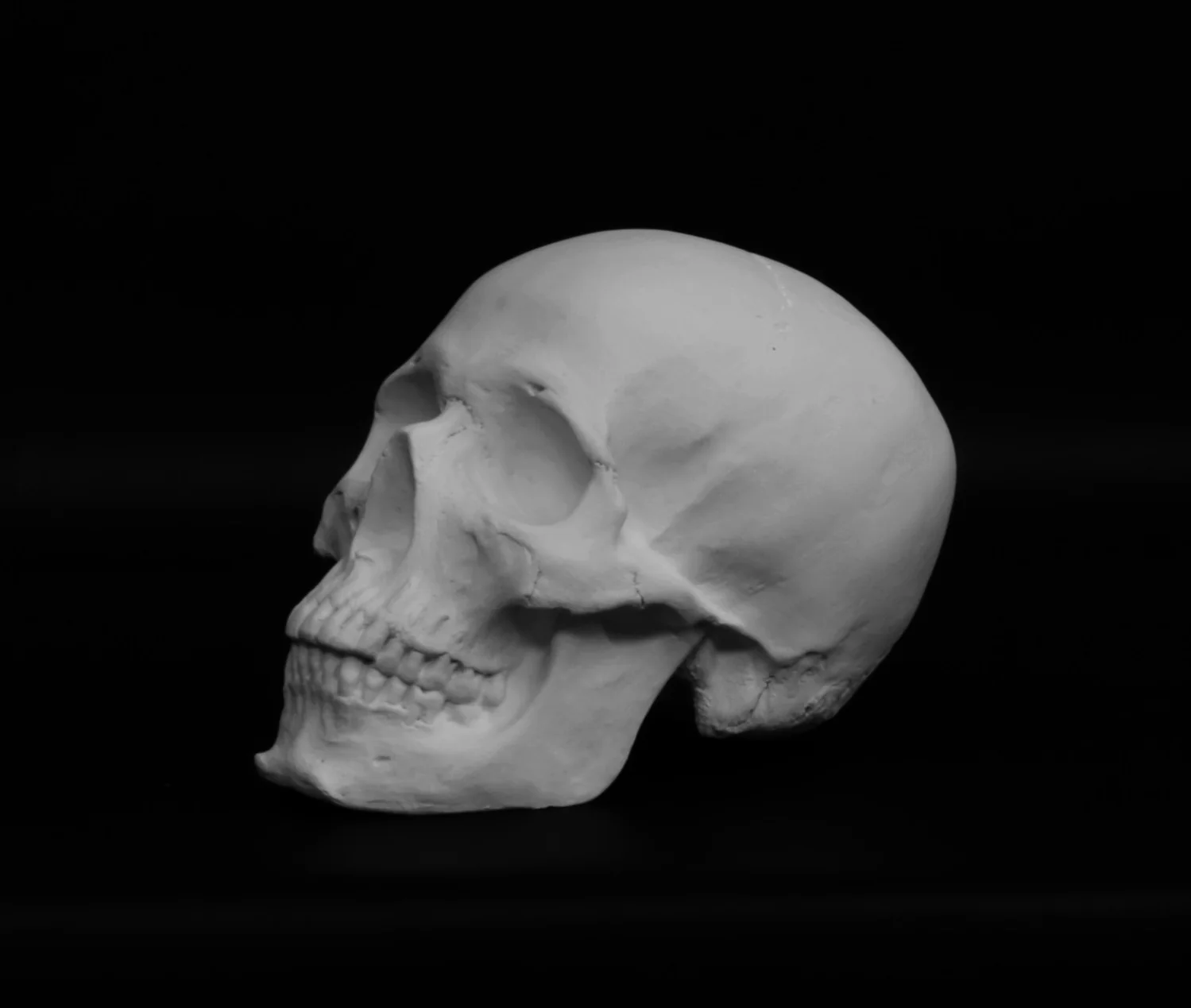 Skull - Item #623 - Image 8