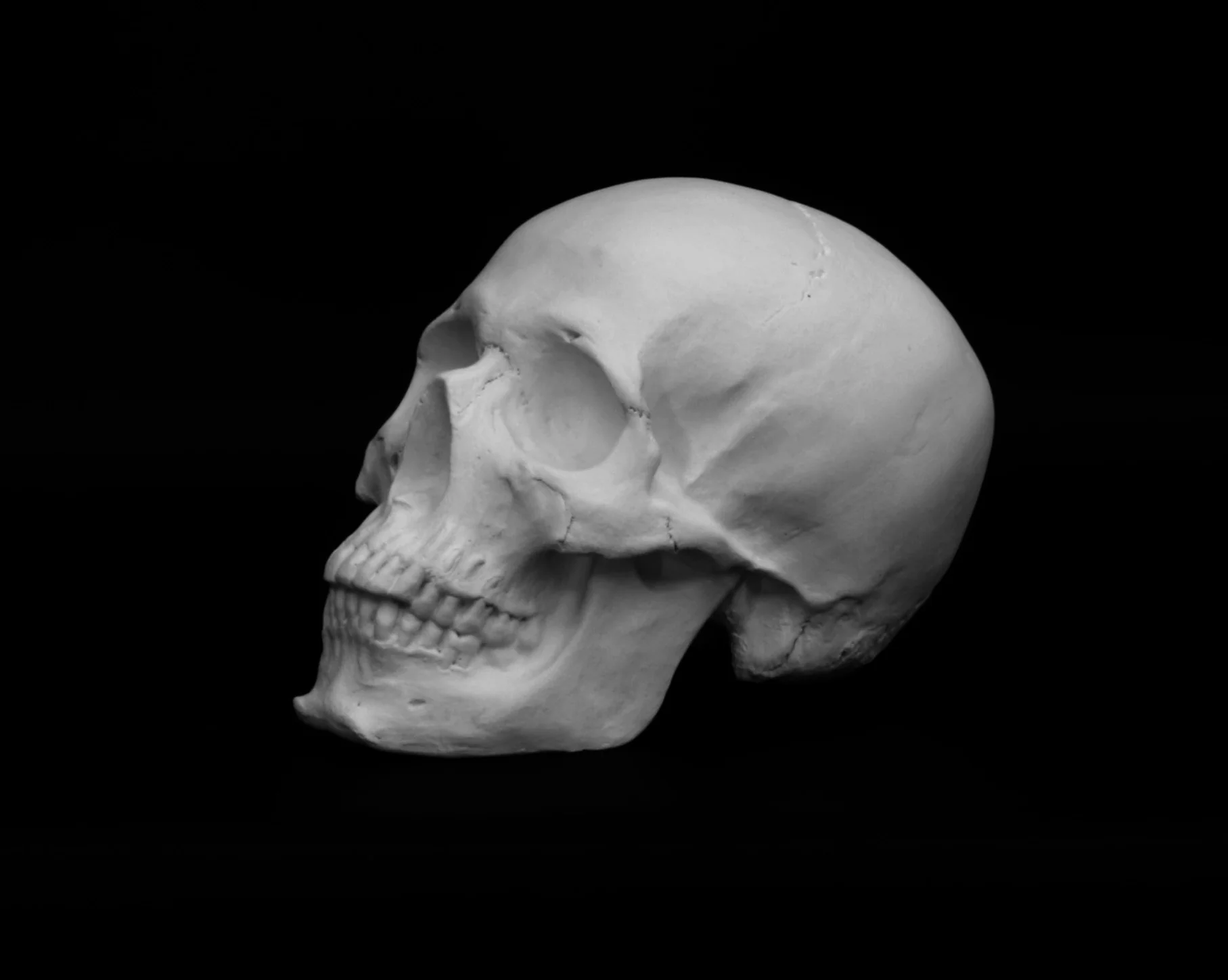 Skull - Item #623 - Image 9