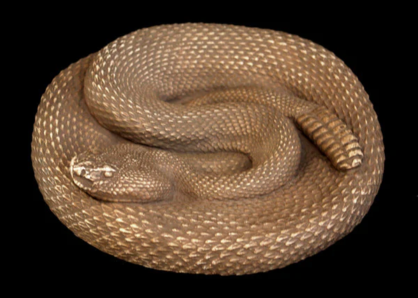 Snake - Item #701 - Image 4